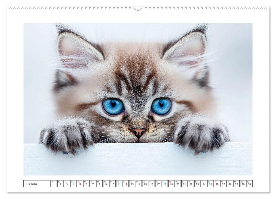 Samtpfoten-Sinfonie (CALVENDO Premium Wandkalender 2026)