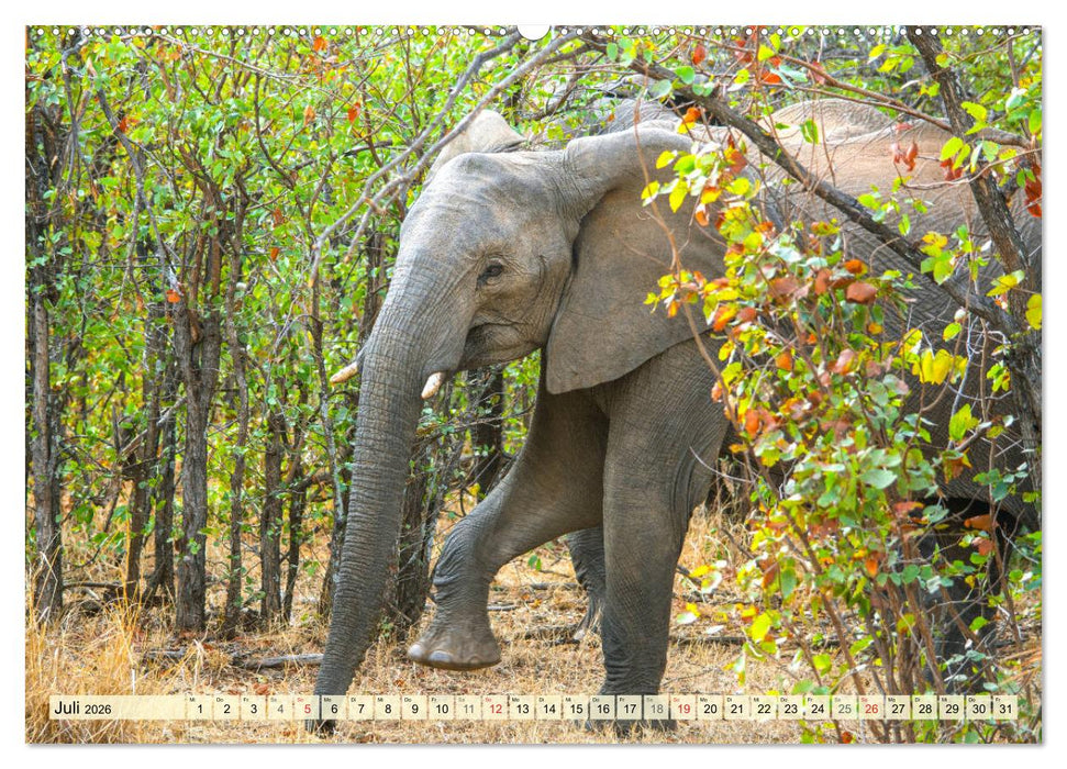 Eswatini - Königreich im südlichen Afrika (CALVENDO Premium Wandkalender 2026)