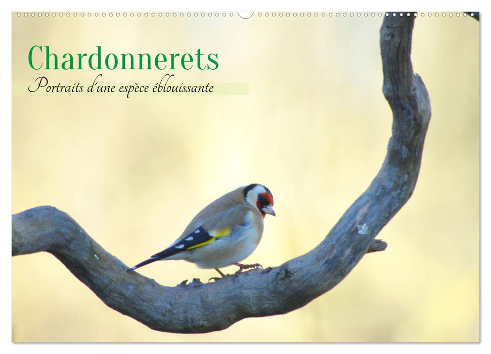Chardonnerets - Portraits d'une espèce éblouissante (CALVENDO Calendrier mensuel 2026)