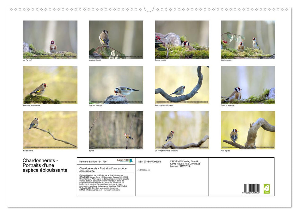 Chardonnerets - Portraits d'une espèce éblouissante (CALVENDO Calendrier mensuel 2026)