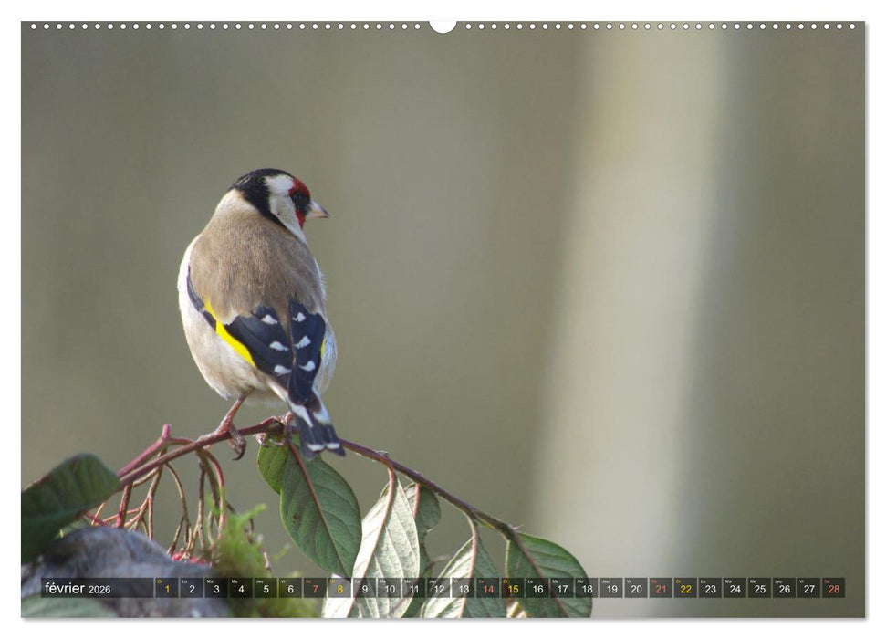 Chardonnerets - Portraits d'une espèce éblouissante (CALVENDO Calendrier mensuel 2026)