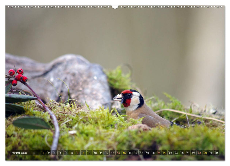 Chardonnerets - Portraits d'une espèce éblouissante (CALVENDO Calendrier mensuel 2026)