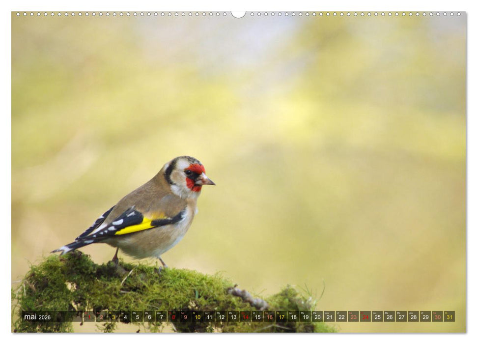 Chardonnerets - Portraits d'une espèce éblouissante (CALVENDO Calendrier mensuel 2026)