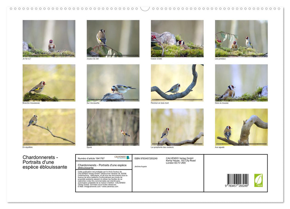Chardonnerets - Portraits d'une espèce éblouissante (CALVENDO Calendrier supérieur 2026)