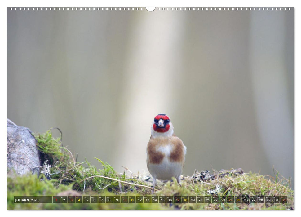 Chardonnerets - Portraits d'une espèce éblouissante (CALVENDO Calendrier supérieur 2026)