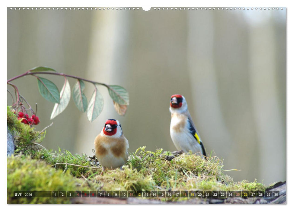 Chardonnerets - Portraits d'une espèce éblouissante (CALVENDO Calendrier supérieur 2026)