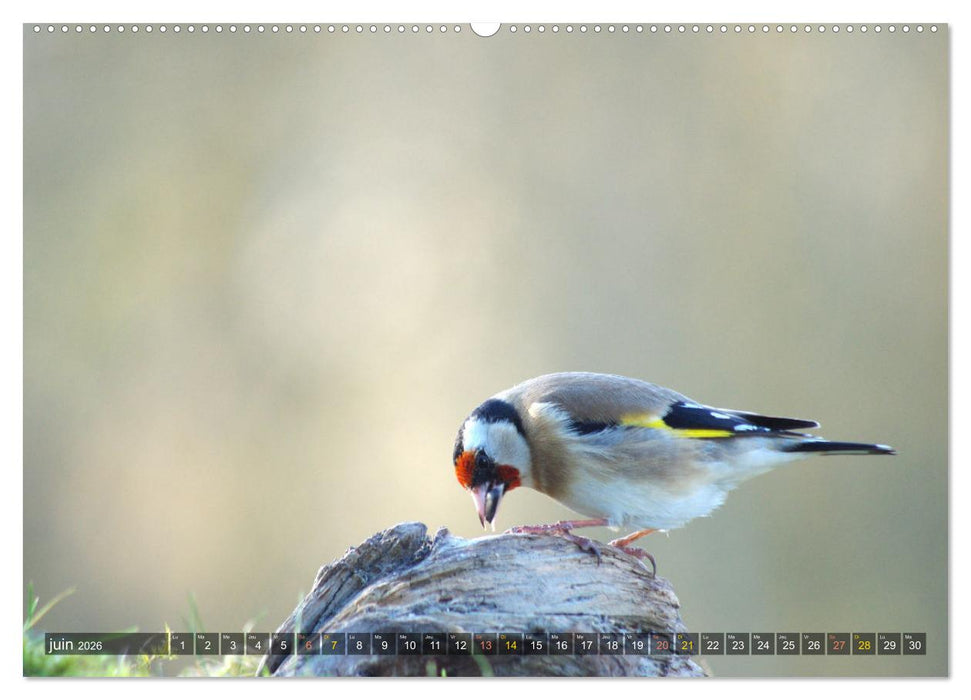 Chardonnerets - Portraits d'une espèce éblouissante (CALVENDO Calendrier supérieur 2026)