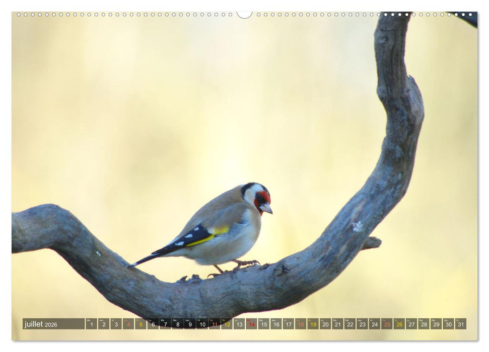 Chardonnerets - Portraits d'une espèce éblouissante (CALVENDO Calendrier supérieur 2026)