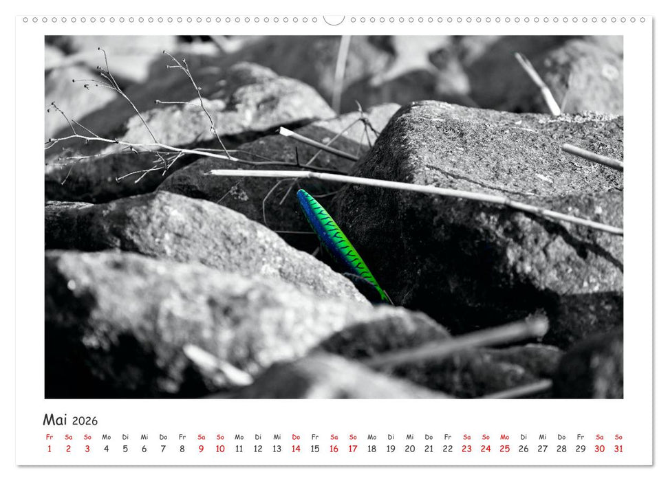 Gestrandet -Treibgut- (CALVENDO Premium Wandkalender 2026)