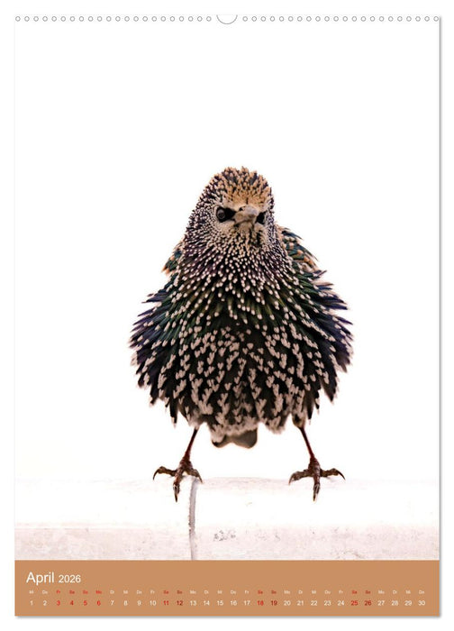 Schönes Hooksiel (CALVENDO Wandkalender 2026)