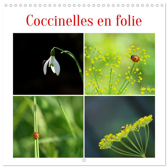 Coccinelles en folie (CALVENDO Calendrier mensuel 2026)