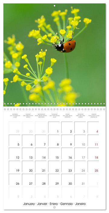 Coccinelles en folie (CALVENDO Calendrier mensuel 2026)