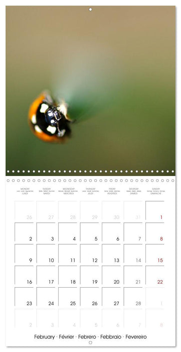 Coccinelles en folie (CALVENDO Calendrier mensuel 2026)