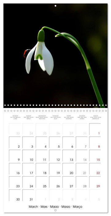 Coccinelles en folie (CALVENDO Calendrier mensuel 2026)