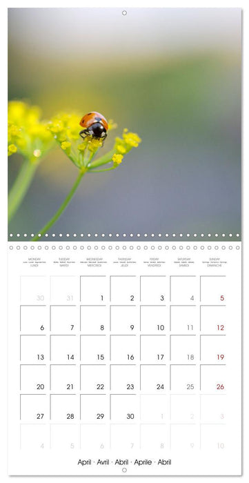 Coccinelles en folie (CALVENDO Calendrier mensuel 2026)