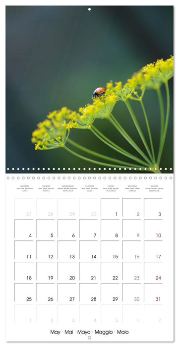 Coccinelles en folie (CALVENDO Calendrier mensuel 2026)