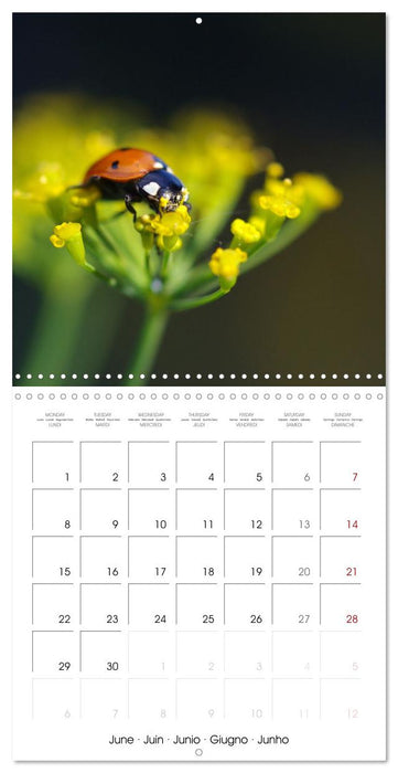 Coccinelles en folie (CALVENDO Calendrier mensuel 2026)
