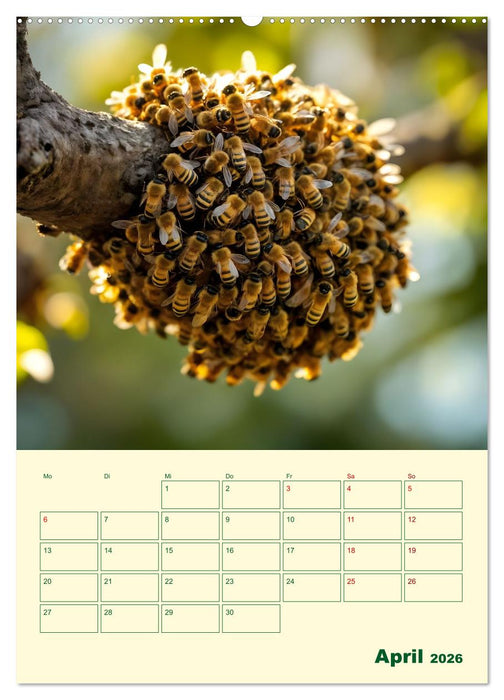 Bienenblick – Ein Jahr mit den Bienen (CALVENDO Wandkalender 2026)