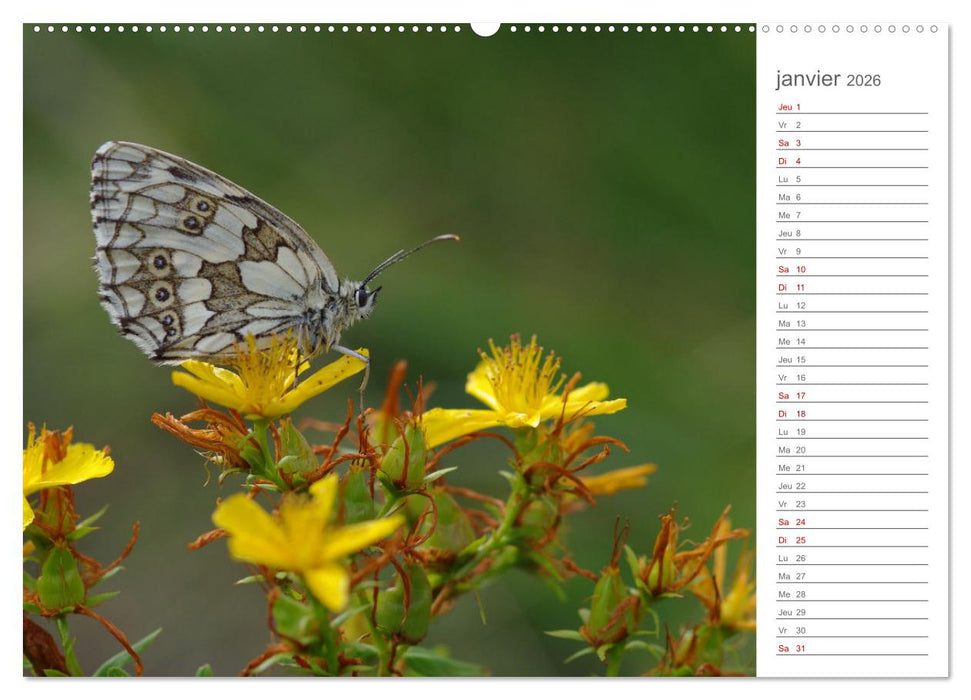 Dans le jardin des papillons (CALVENDO Calendrier mensuel 2026)
