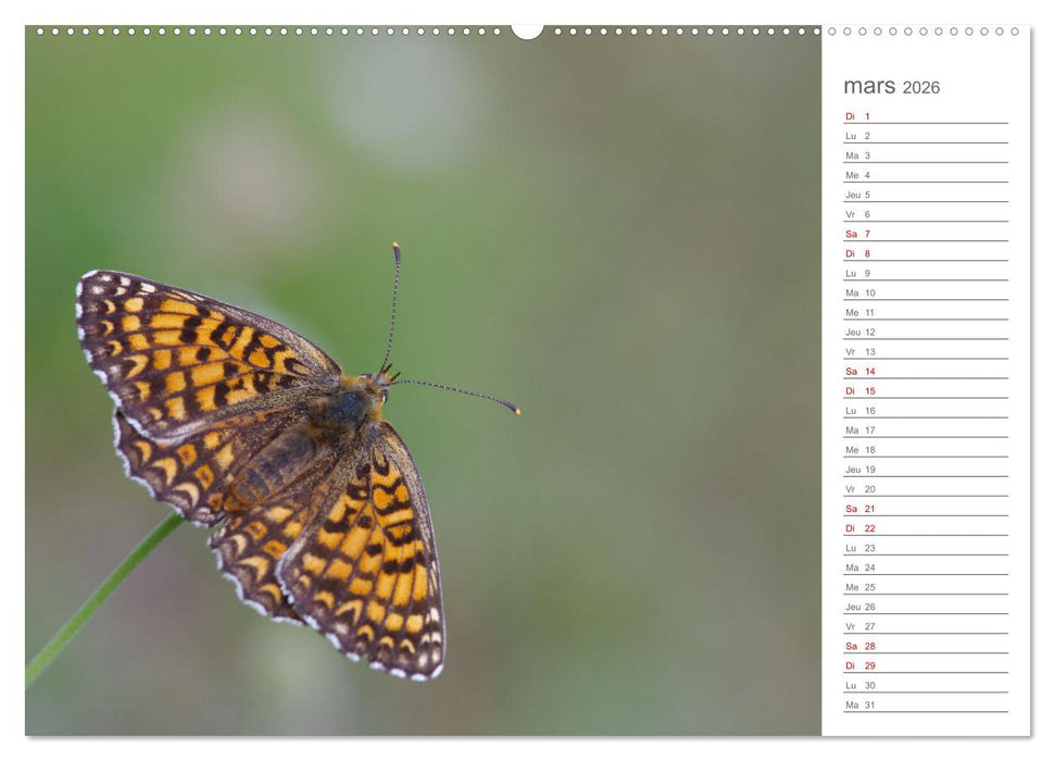 Dans le jardin des papillons (CALVENDO Calendrier mensuel 2026)