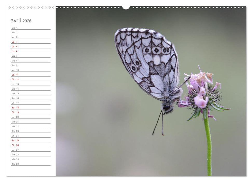 Dans le jardin des papillons (CALVENDO Calendrier mensuel 2026)