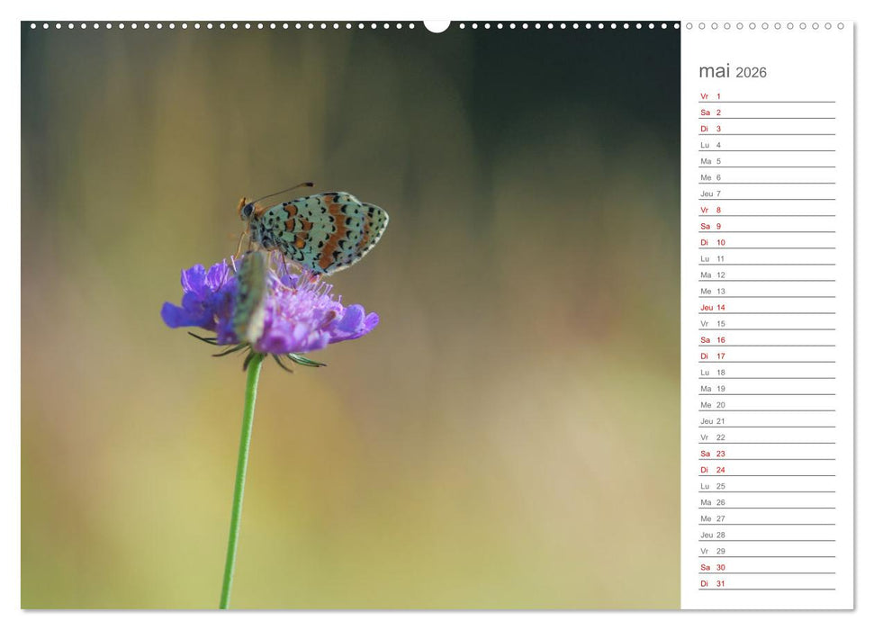 Dans le jardin des papillons (CALVENDO Calendrier mensuel 2026)