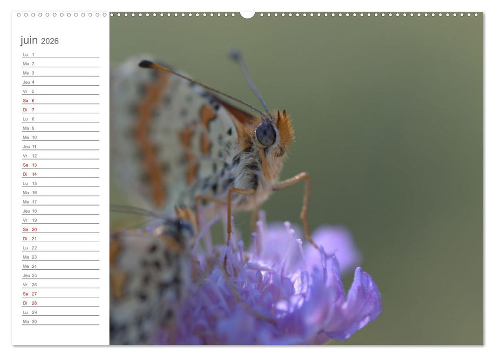 Dans le jardin des papillons (CALVENDO Calendrier supérieur 2026)