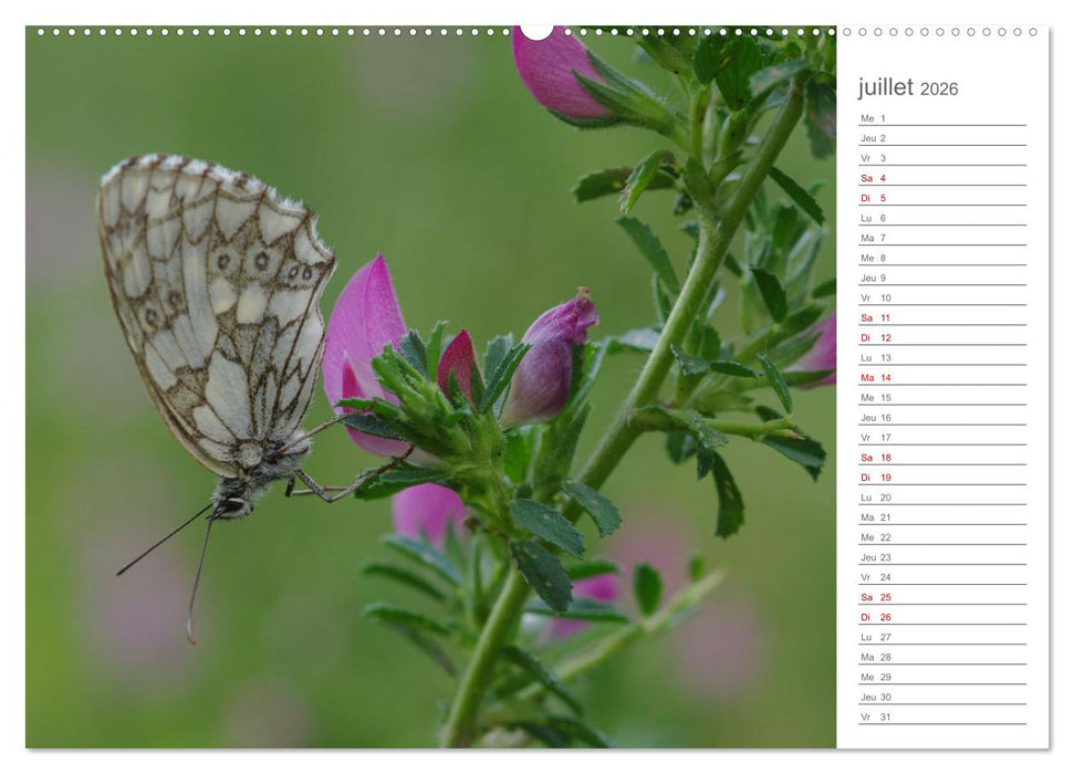Dans le jardin des papillons (CALVENDO Calendrier supérieur 2026)
