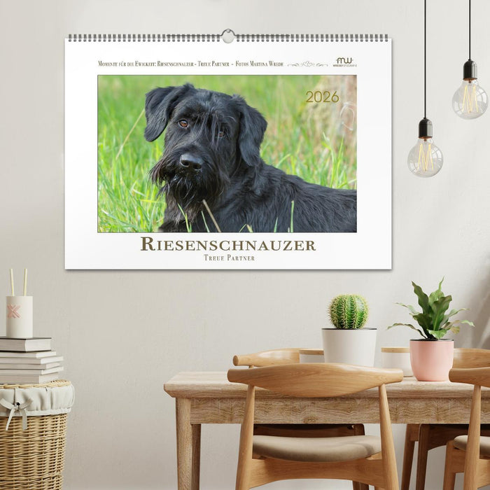 Riesenschnauzer - Treue Partner (CALVENDO Wandkalender 2026)