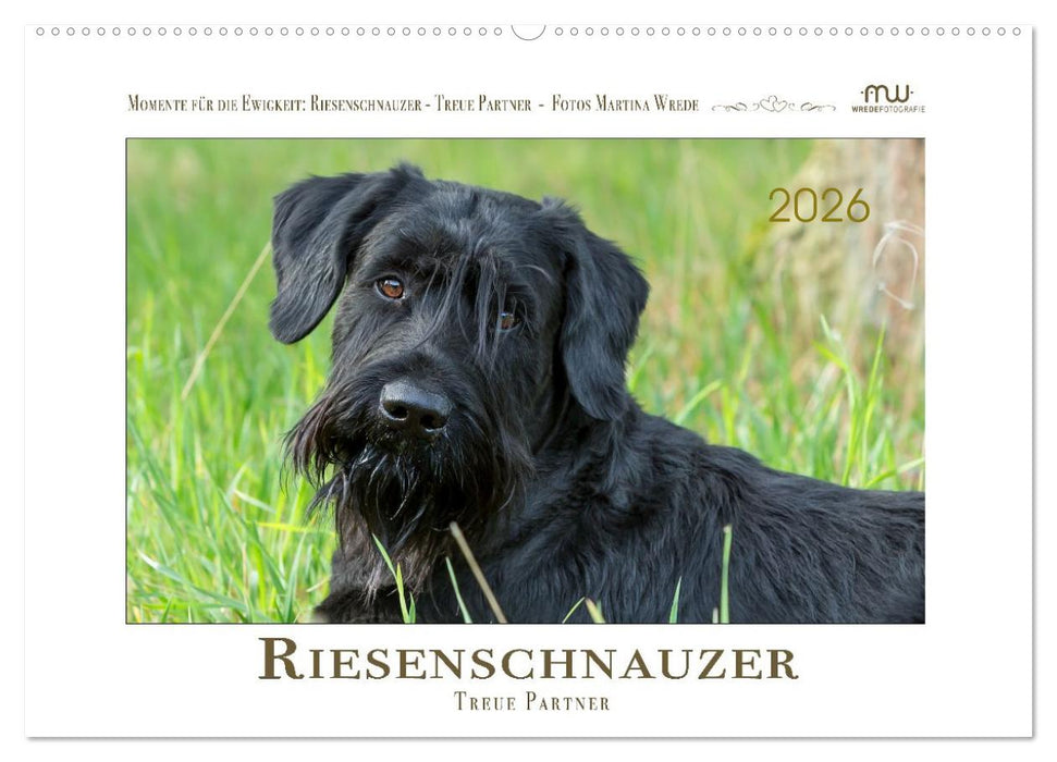 Riesenschnauzer - Treue Partner (CALVENDO Wandkalender 2026)