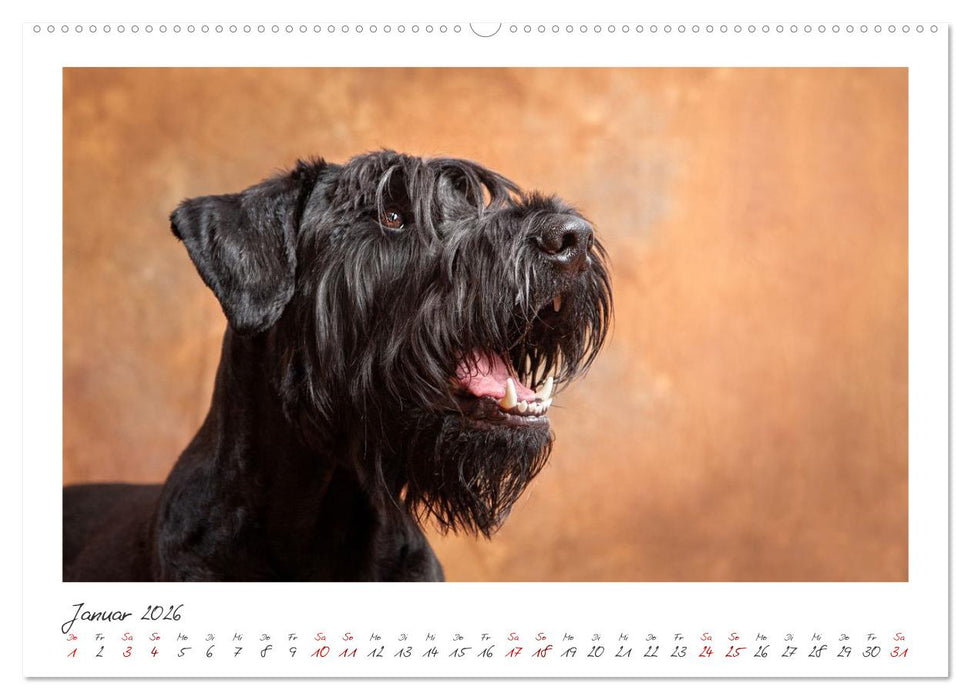Riesenschnauzer - Treue Partner (CALVENDO Wandkalender 2026)