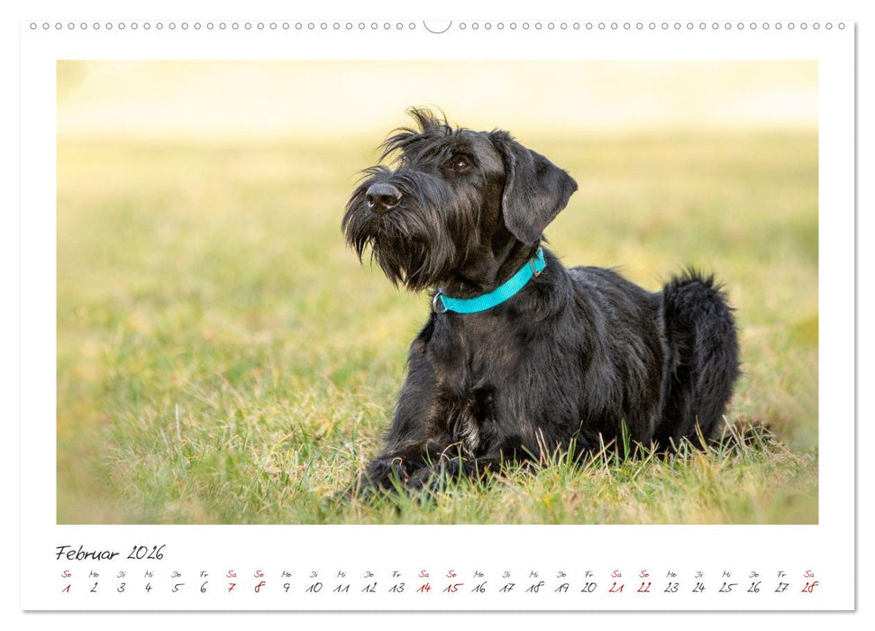 Riesenschnauzer - Treue Partner (CALVENDO Wandkalender 2026)