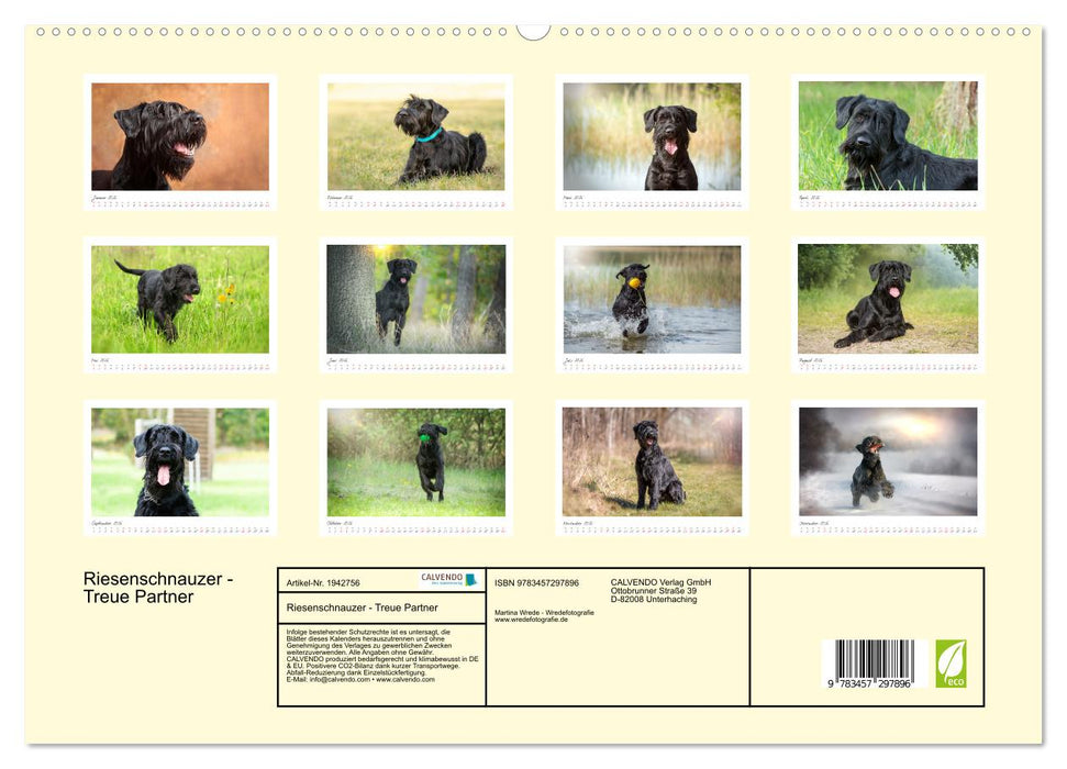 Riesenschnauzer - Treue Partner (CALVENDO Premium Wandkalender 2026)
