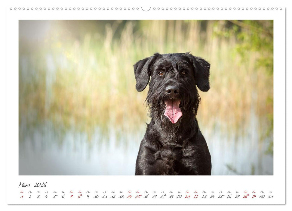 Riesenschnauzer - Treue Partner (CALVENDO Premium Wandkalender 2026)