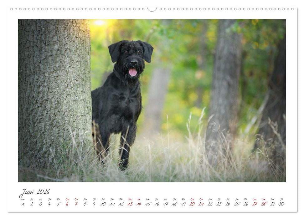 Riesenschnauzer - Treue Partner (CALVENDO Premium Wandkalender 2026)