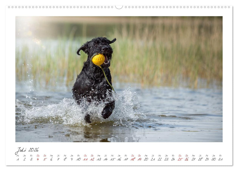 Riesenschnauzer - Treue Partner (CALVENDO Premium Wandkalender 2026)