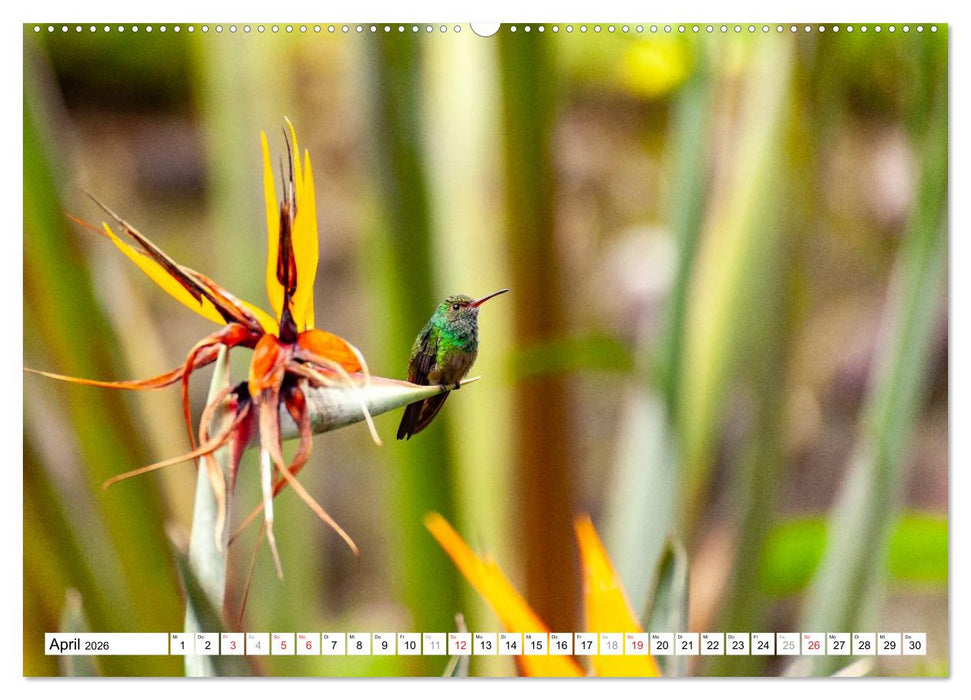 Costa Rica (CALVENDO Premium Wandkalender 2026)