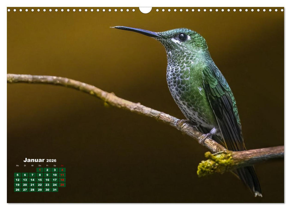 Tropische Vögel Costa Ricas (CALVENDO Wandkalender 2026)