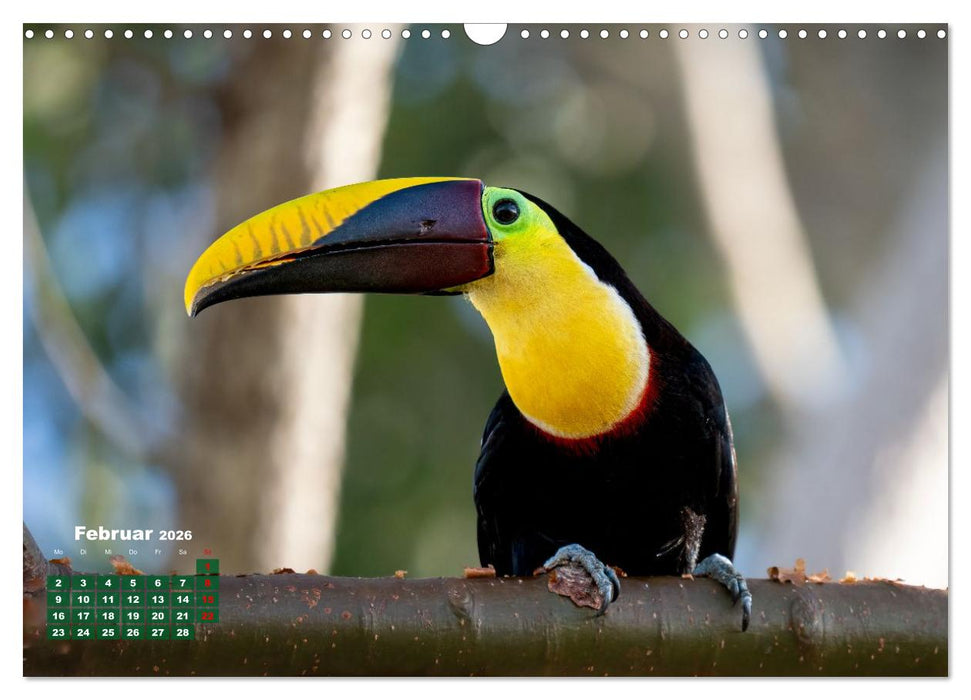 Tropische Vögel Costa Ricas (CALVENDO Wandkalender 2026)