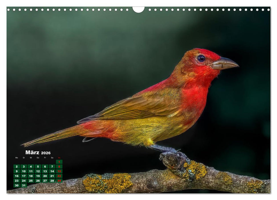 Tropische Vögel Costa Ricas (CALVENDO Wandkalender 2026)