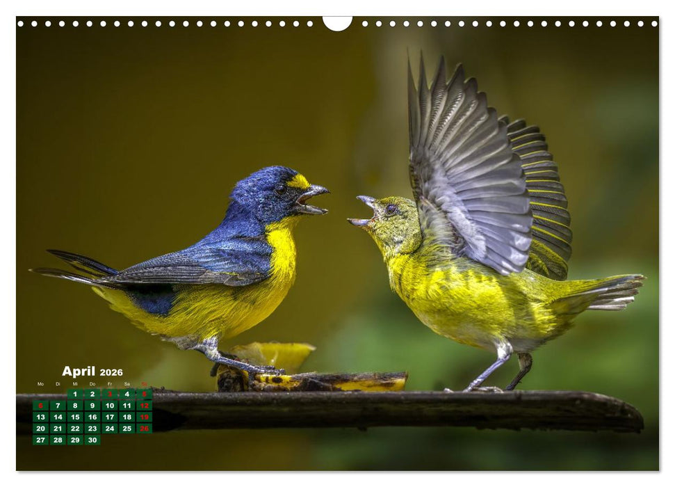Tropische Vögel Costa Ricas (CALVENDO Wandkalender 2026)