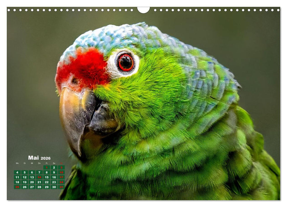 Tropische Vögel Costa Ricas (CALVENDO Wandkalender 2026)