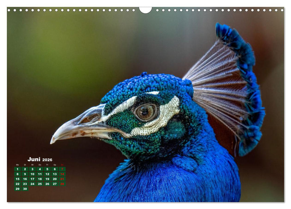 Tropische Vögel Costa Ricas (CALVENDO Wandkalender 2026)