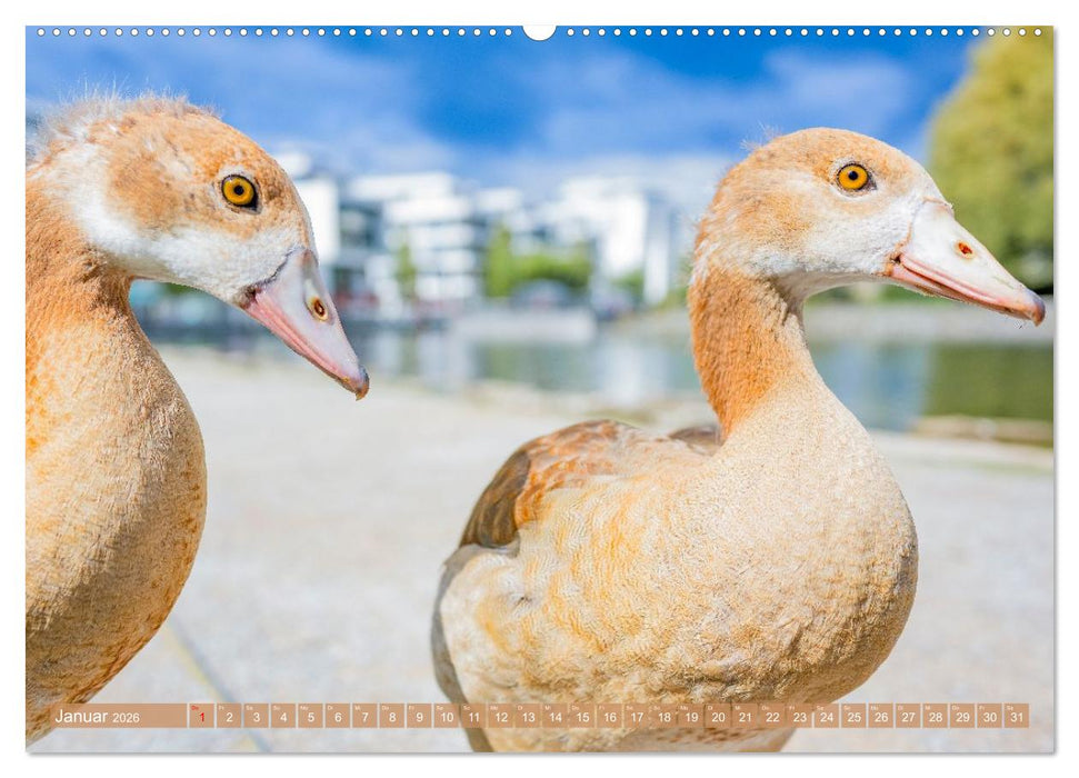 Faszination Phönixsee (CALVENDO Premium Wandkalender 2026)