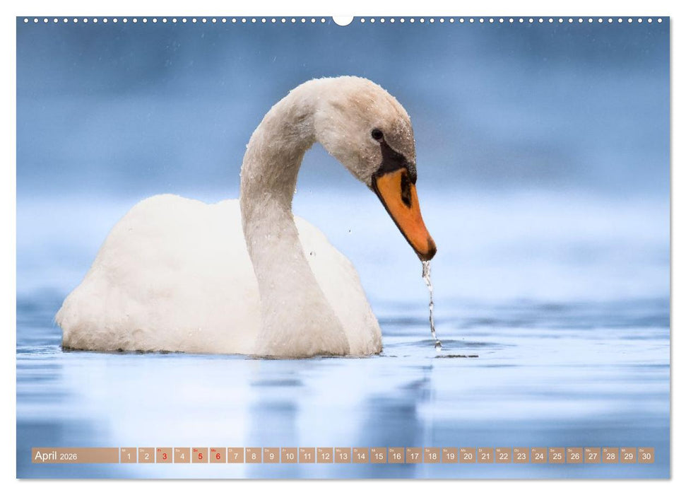 Faszination Phönixsee (CALVENDO Premium Wandkalender 2026)