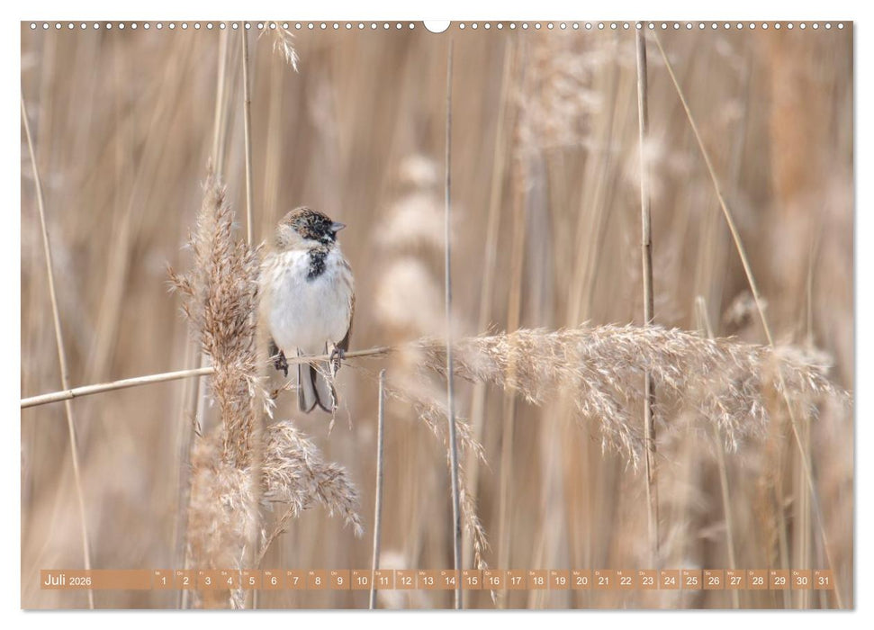 Faszination Phönixsee (CALVENDO Premium Wandkalender 2026)