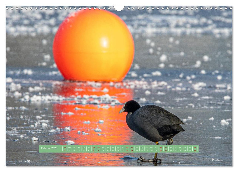 Wolfsburg - einfach tierisch (CALVENDO Wandkalender 2026)