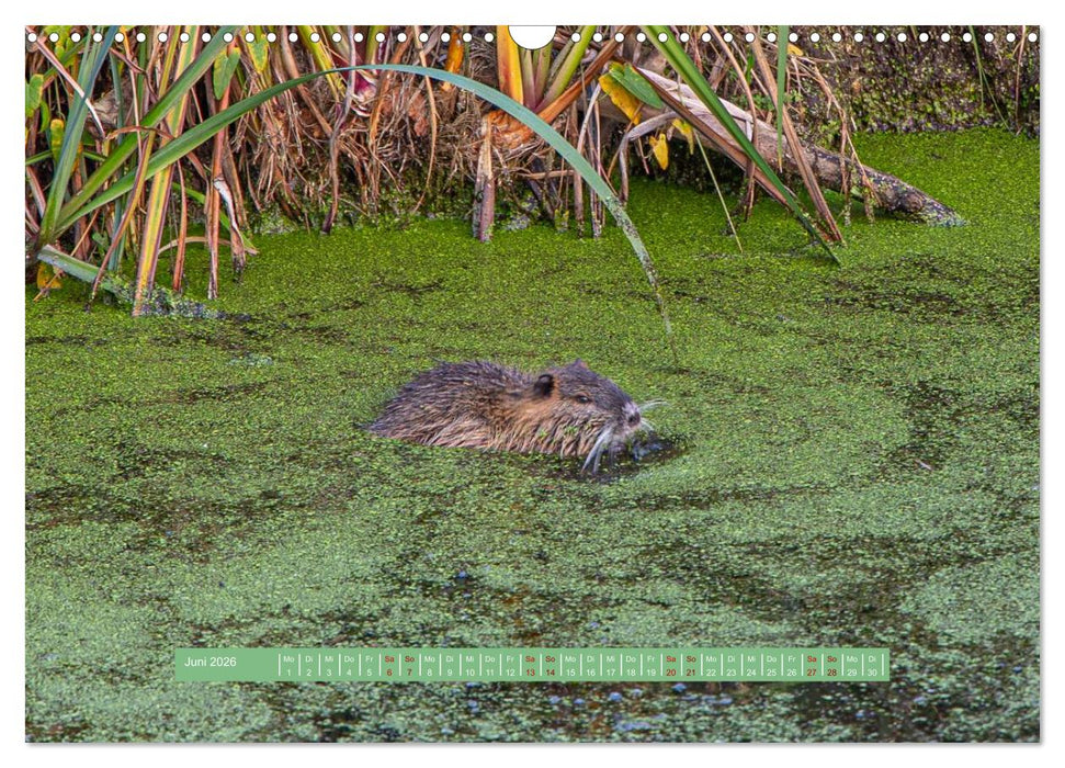Wolfsburg - einfach tierisch (CALVENDO Wandkalender 2026)