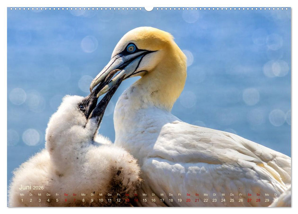 Küstenglück - Ein fotografischer Streifzug entlang der Nordsee (CALVENDO Wandkalender 2026)