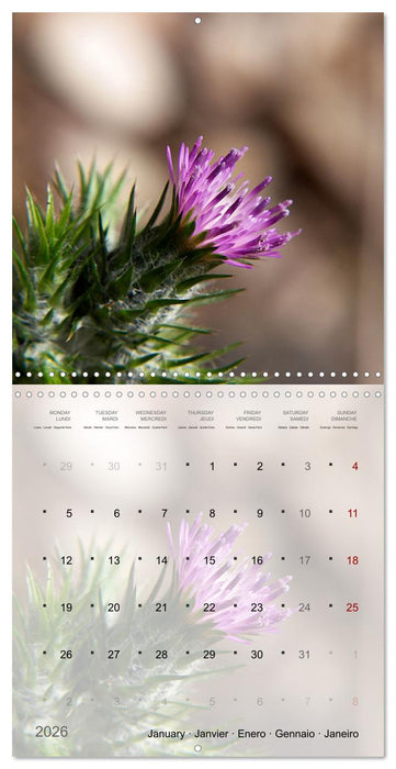 Éclosion de couleurs (CALVENDO Calendrier mensuel 2026)